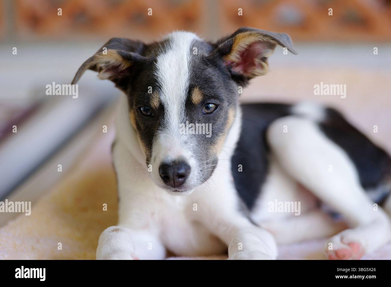 Un chien d'abri pour animaux de sauvetage cherche quelqu'un pour le ramener à la maison Banque D'Images