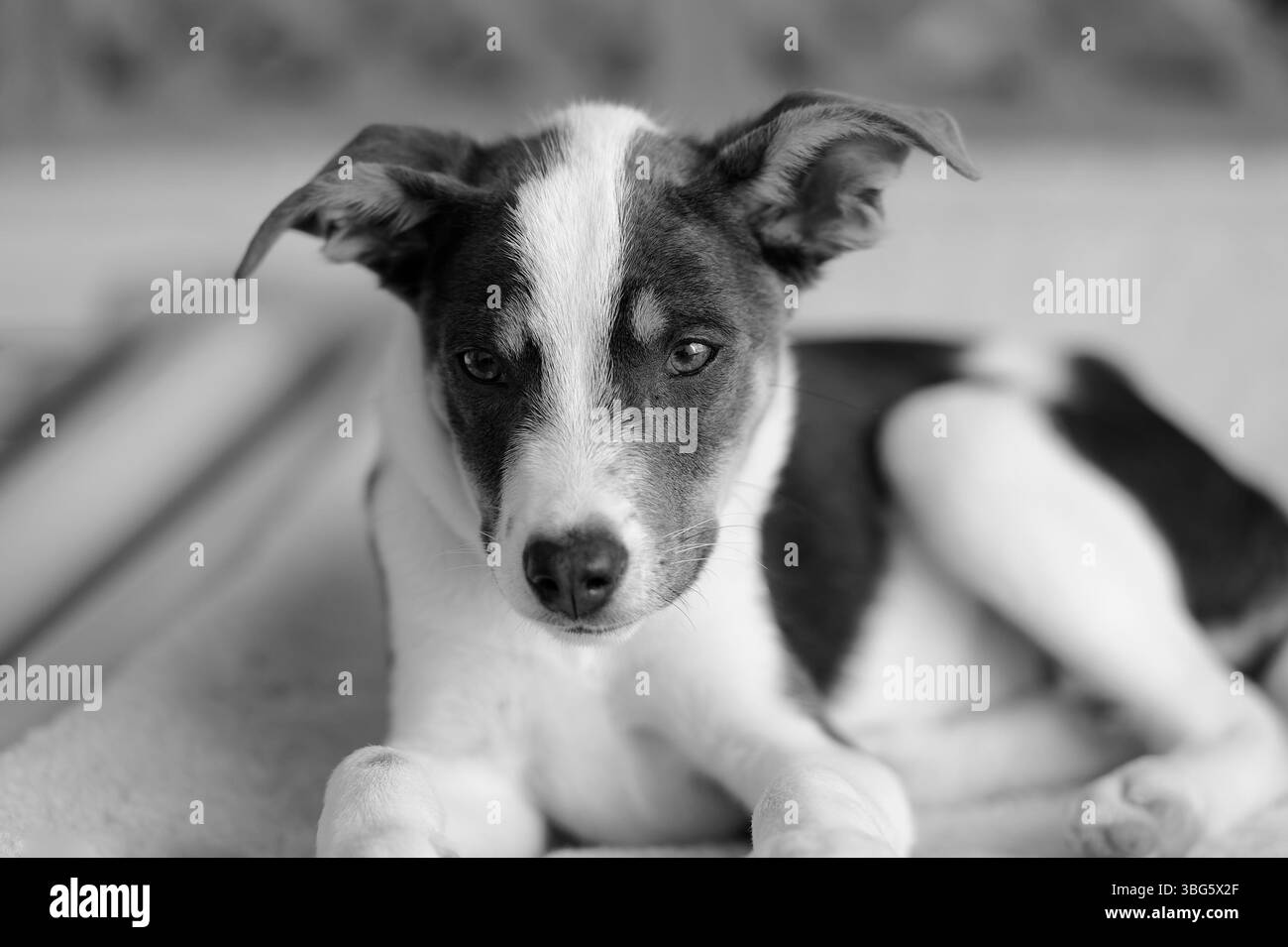 Un chien d'abri animal de sauvetage cherche quelqu'un pour le ramener à la maison noir et blanc Banque D'Images