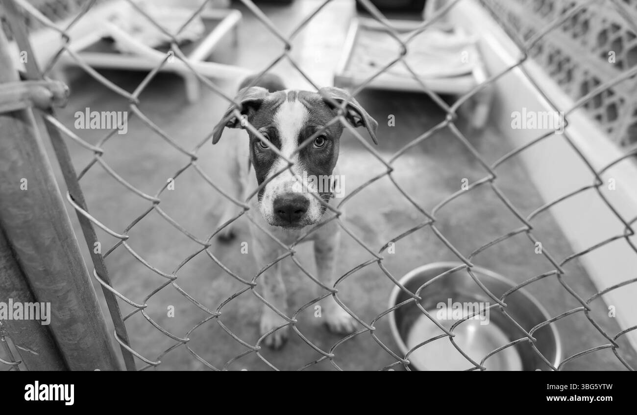 Un chien d'abri animal de sauvetage cherche quelqu'un pour le ramener à la maison noir et blanc Banque D'Images