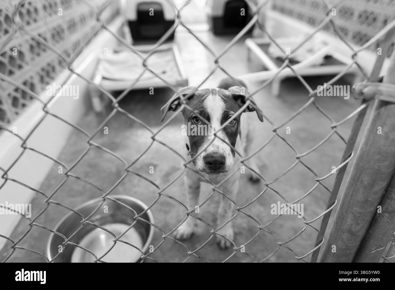 Un chien d'abri animal de sauvetage cherche quelqu'un pour le ramener à la maison noir et blanc Banque D'Images