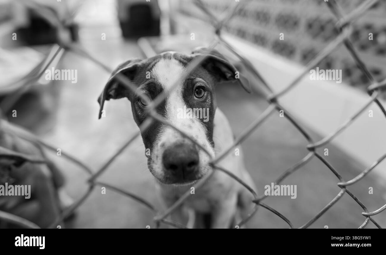 Un chien d'abri animal de sauvetage cherche quelqu'un pour le ramener à la maison noir et blanc Banque D'Images