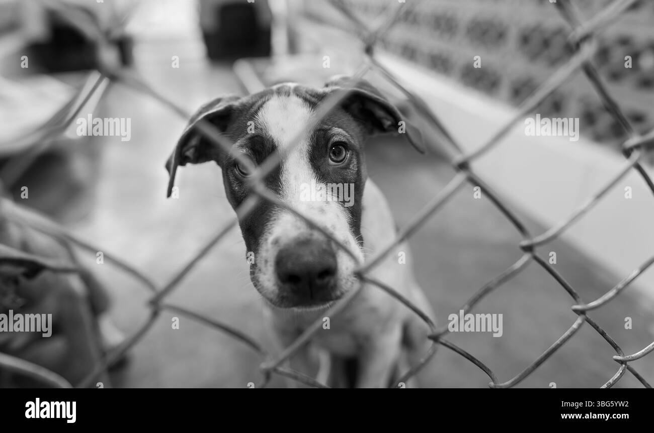 Un chien d'abri animal de sauvetage cherche quelqu'un pour le ramener à la maison noir et blanc Banque D'Images