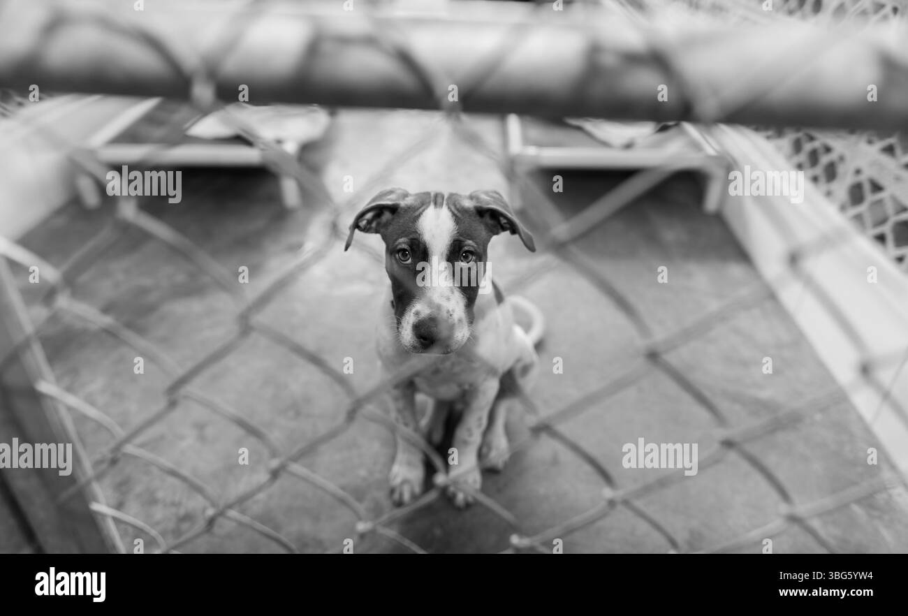 Un chien d'abri animal de sauvetage cherche quelqu'un pour le ramener à la maison noir et blanc Banque D'Images