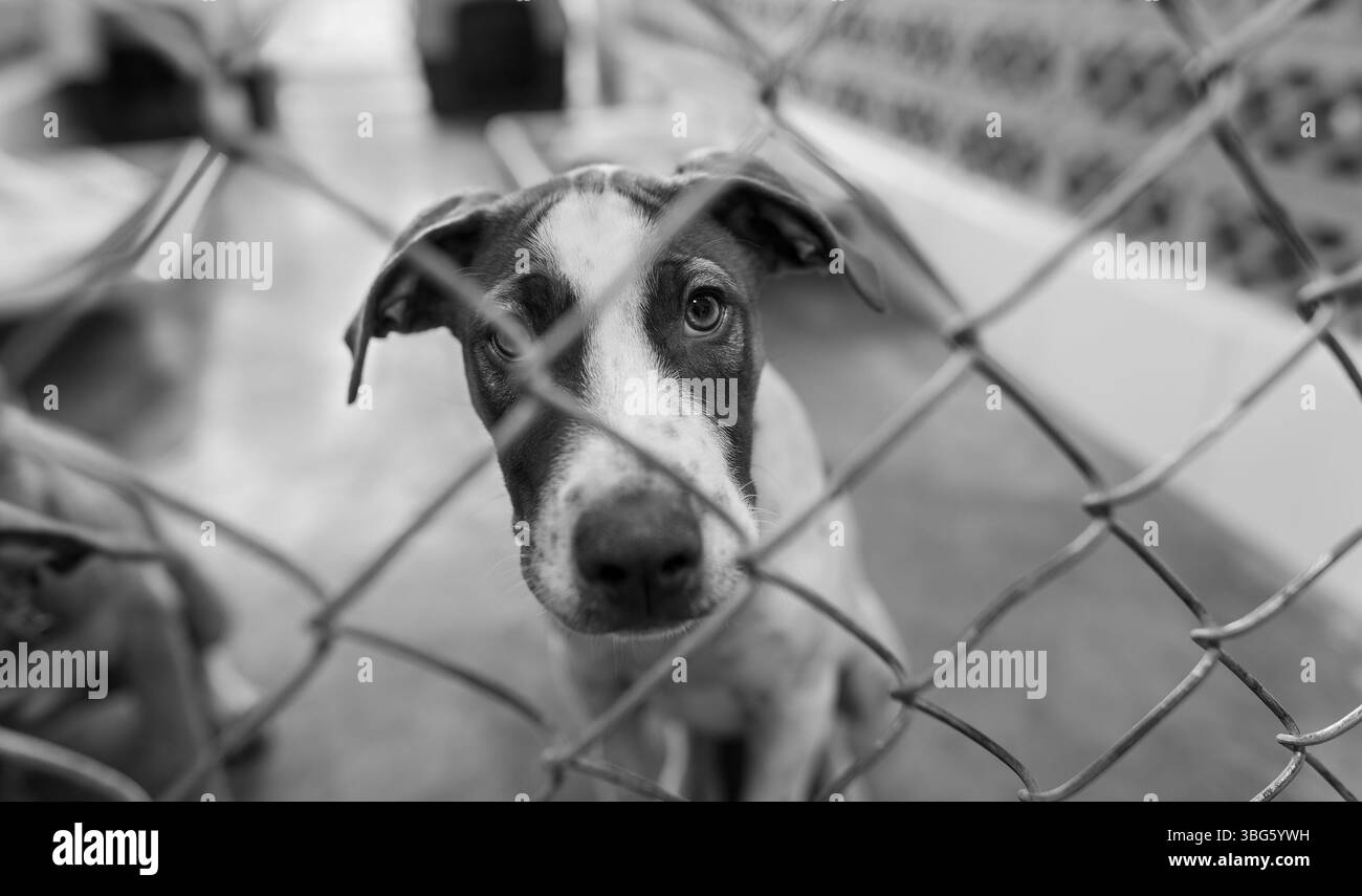 Un chien d'abri animal de sauvetage cherche quelqu'un pour le ramener à la maison noir et blanc Banque D'Images