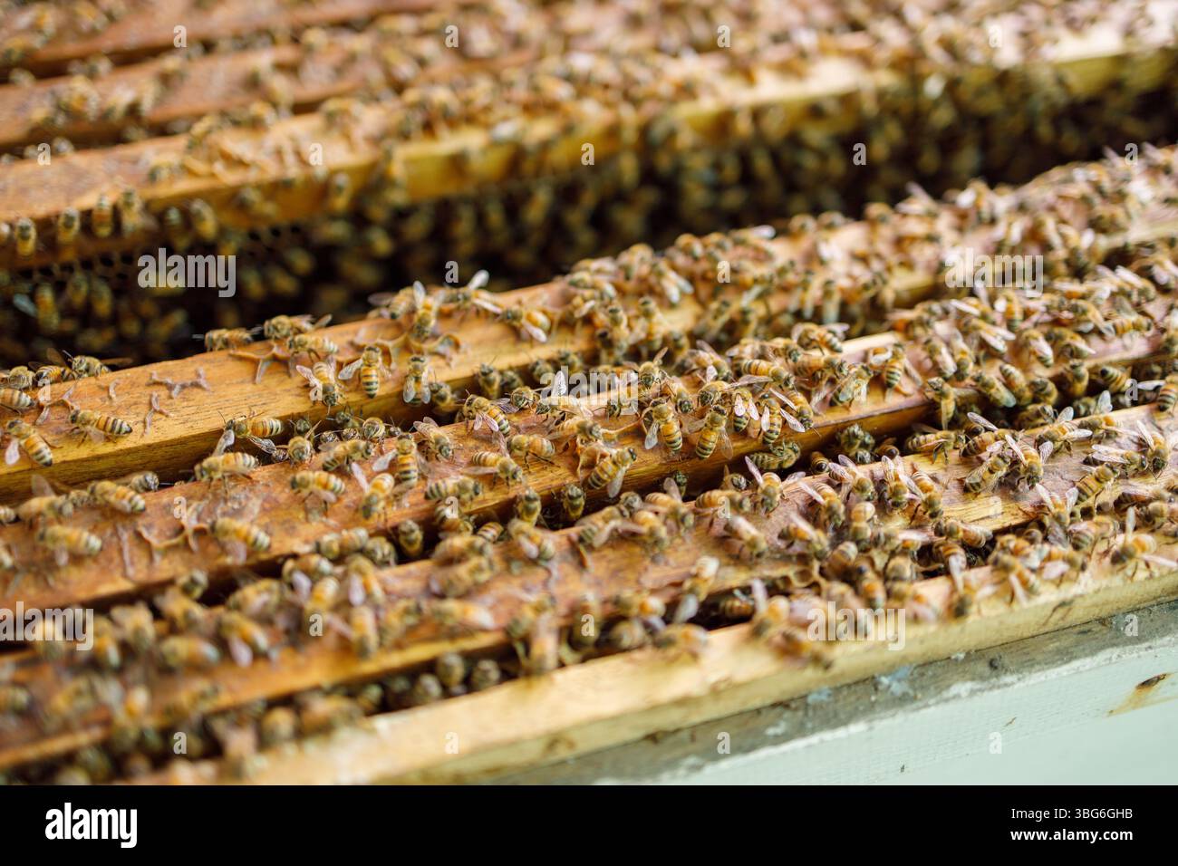 Apiculture, la croissance des abeilles dans le processus agricole pour l'extrait de miel, nourriture naturelle hautement nutritive de danger bug. Banque D'Images