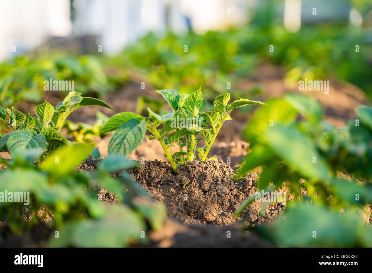 Jeunes pommes de terre poussant dans un potager le soir au coucher du soleil. Banque D'Images