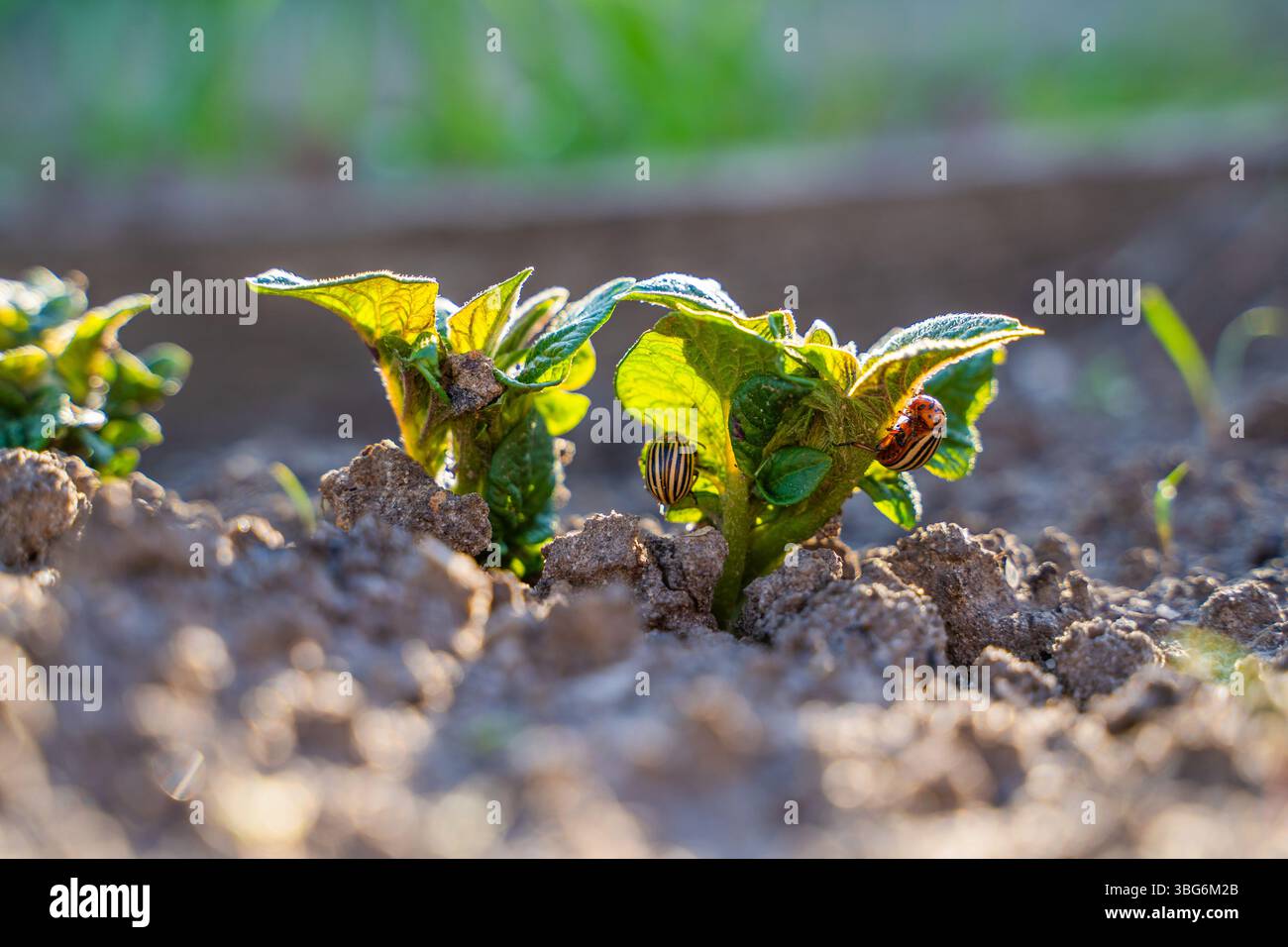 Coléoptères de la pomme de terre du Colorado mangeant de jeunes pommes de terre nouvellement germées, gros plan. Banque D'Images