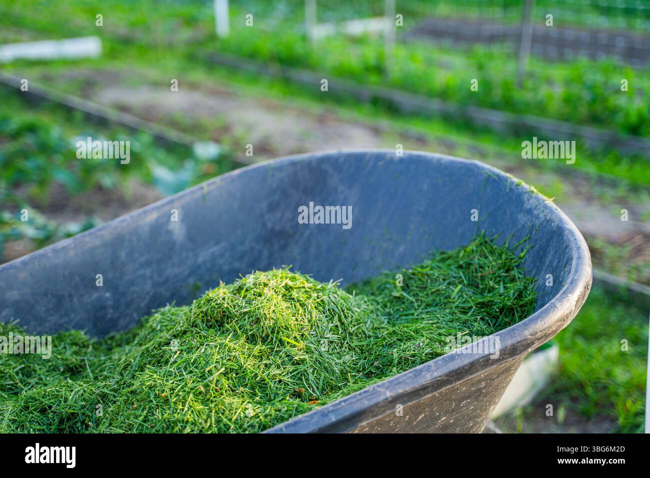 Herbe verte tondue dans un chariot de jardin en gros plan sur un fond de jardin potager. Banque D'Images