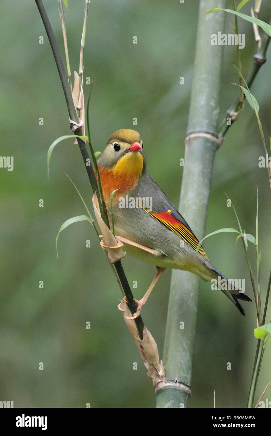Leiothrix à bec rouge (Leiothrix lutea), portrait vertical d'un adulte célibataire en bambou, village de Tanshi, province occidentale du Sichuan, Chine Banque D'Images