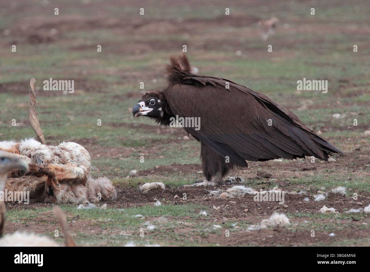 Vulture de Cinereous (Aegypius monachus), ramassage d'oiseaux isolés, prairies près de Ruorgai (Zoige), Sichuan, Chine mai 2025 Banque D'Images