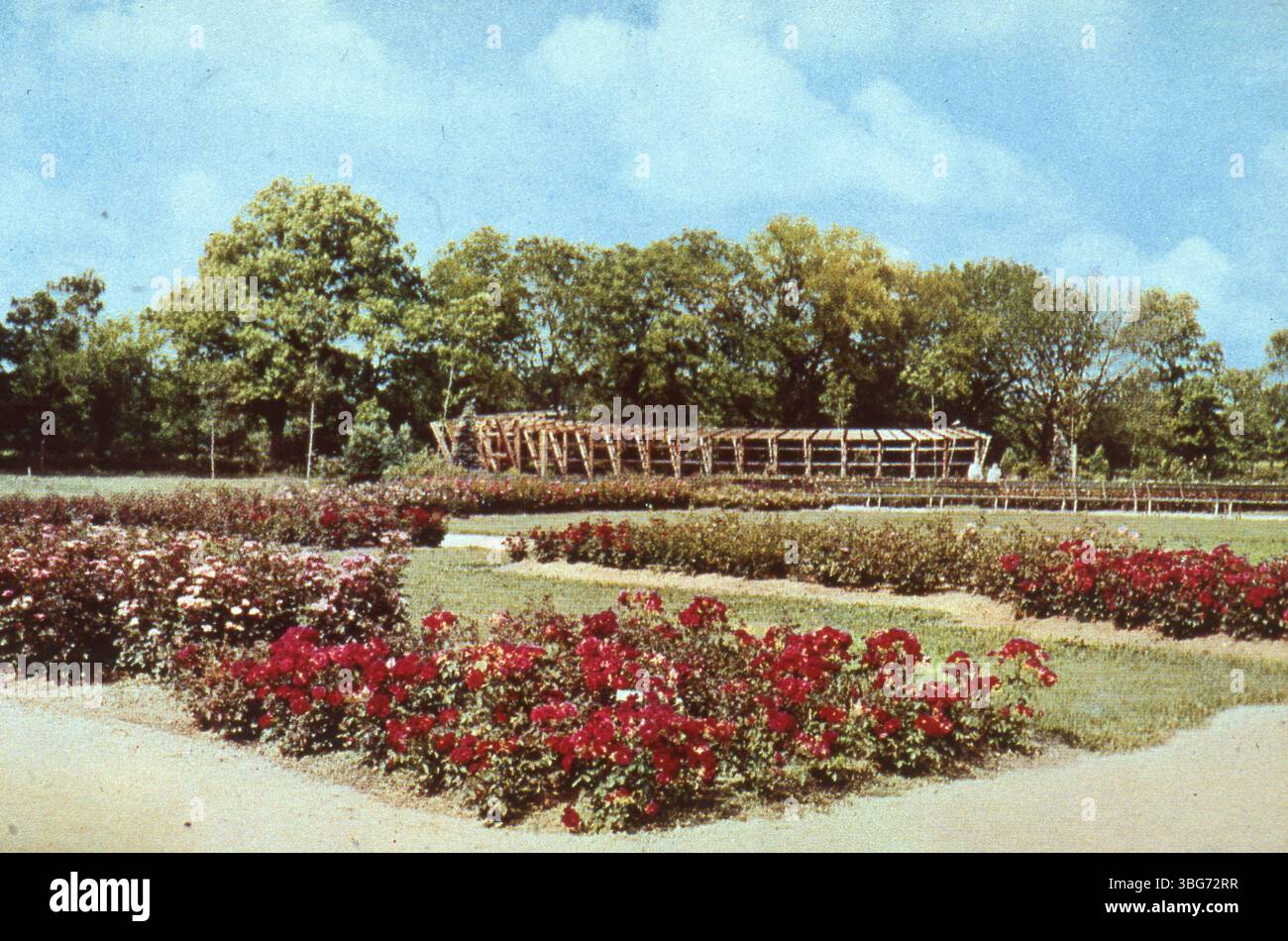 Le Park of Roses, qui fait partie du Whetstone Park, fut le siège de l'American Rose Society jusqu'en 1974. Il a ouvert ses portes en 1953 sur un terrain qui faisait à l'origine partie de la ferme E. A. Fuller, achetée plus tard par le conseil municipal de Columbus. Le parc a été utilisé pour Victory Gardens pendant la seconde Guerre mondiale, et est devenu plus tard le foyer du Barber Roselea Senior Center. Banque D'Images