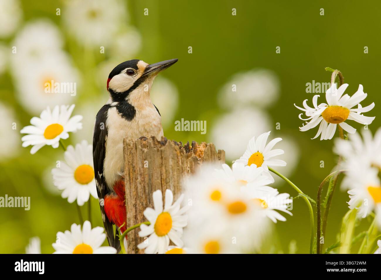 Grand pic tacheté Dendrocopos major, mâle adulte perché sur souche parmi Oxeye Daisy Leucanthemum vulgare, fleurs, Suffolk, Angleterre, juin Banque D'Images