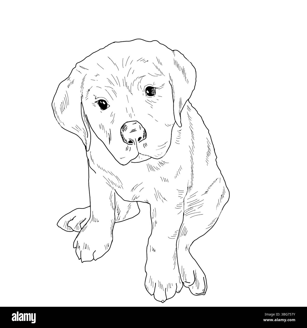 Drôle petit chiot assis, croquis à l'encre noire et blanche. Illustration vectorielle. Le chien, un petit Labrador, est isolé sur fond blanc. Le dessin Illustration de Vecteur