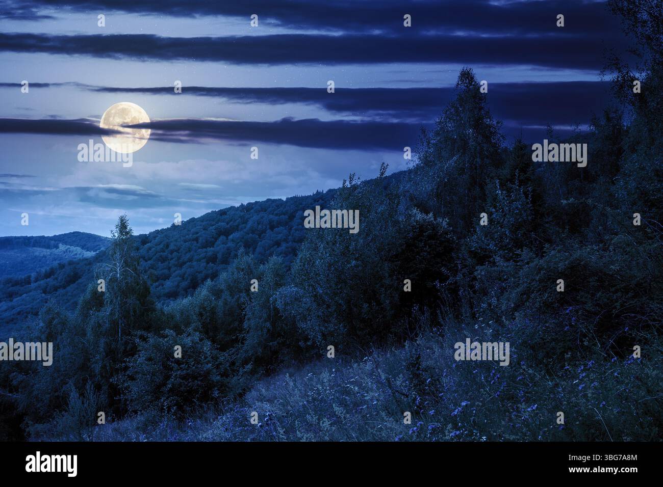 paysage avec forêt sur la colline en été la nuit. herbe verte sur la prairie de montagne en pleine lune. feuillage luxuriant Banque D'Images paysage avec forêt sur la colline en été la nuit. herbe verte sur la prairie de montagne en pleine lune. feuillage luxuriant Banque D'Images