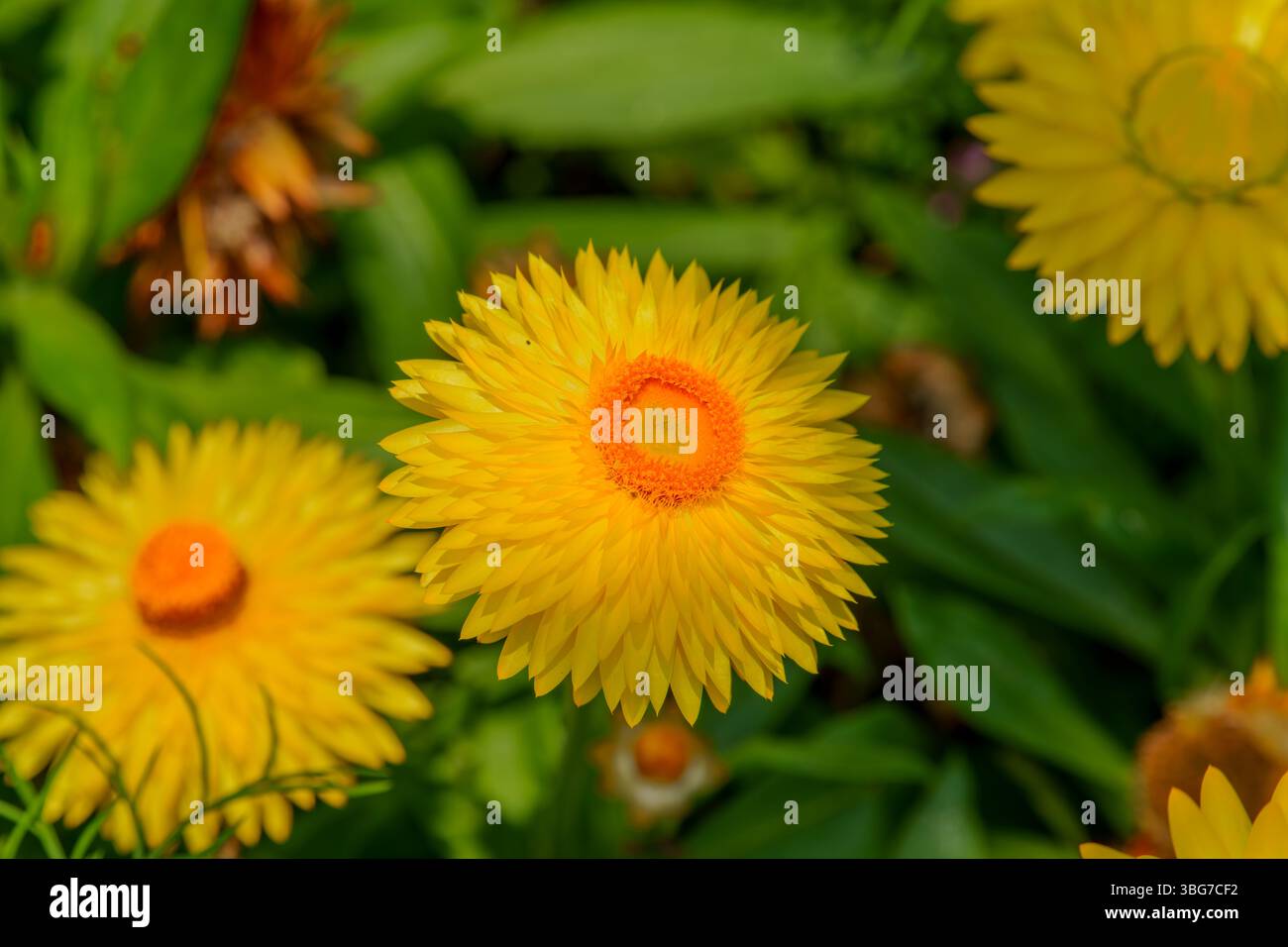 Gros plan de fleurs en fleurs au soleil Banque D'Images Gros plan de fleurs en fleurs au soleil Banque D'Images