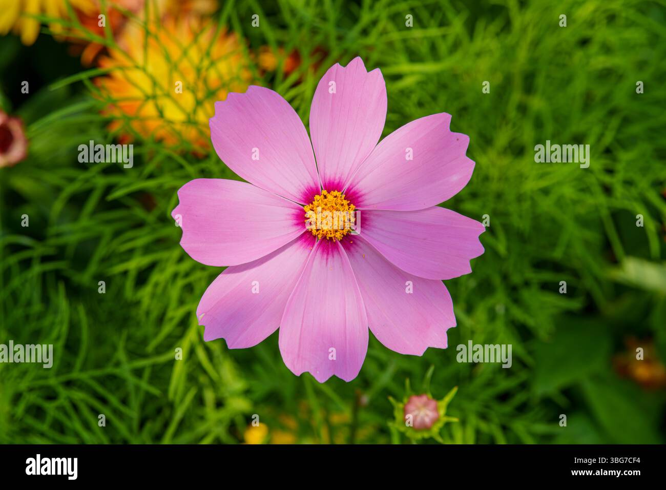 Gros plan de fleurs en fleurs au soleil Banque D'Images Gros plan de fleurs en fleurs au soleil Banque D'Images