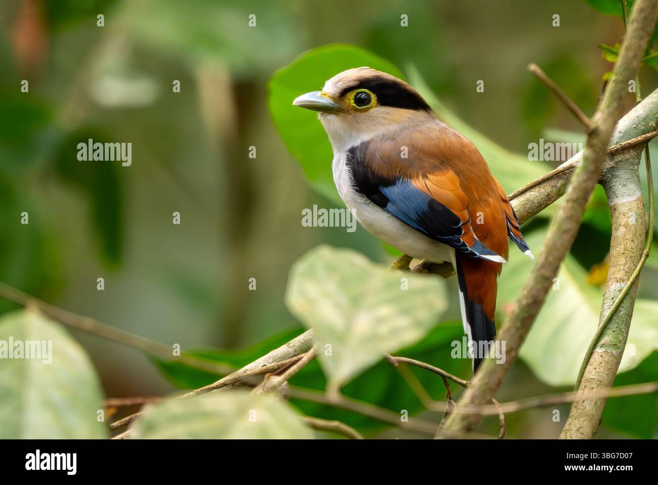 Broadbill à poitrine argentée - Serilophus lunatus, beau petit oiseau perché coloré des forêts et des bois d'Asie du Sud-est, Vietnam. Banque D'Images