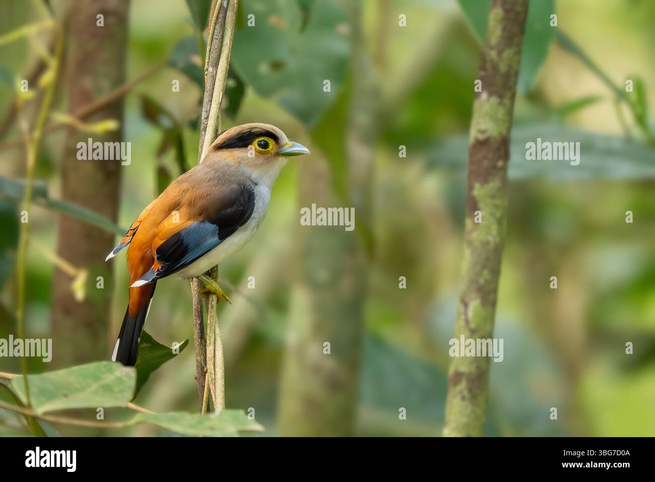 Broadbill à poitrine argentée - Serilophus lunatus, beau petit oiseau perché coloré des forêts et des bois d'Asie du Sud-est, Vietnam. Banque D'Images
