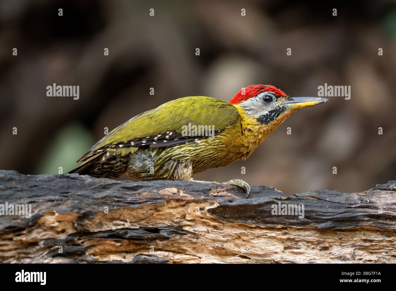 Pic lacé - Picus vittatus, beau pic coloré originaire des forêts et des bois d'Asie du Sud-est, Vietnam. Banque D'Images