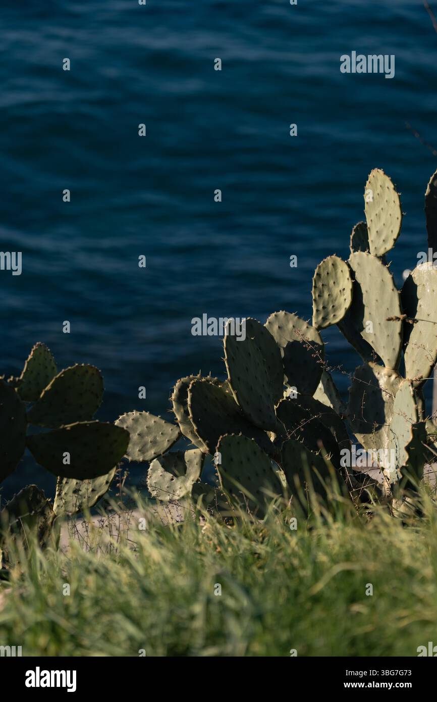 Le cactus luxuriant de barbarie prospère sur la côte, surplombant les eaux bleues tranquilles Banque D'Images