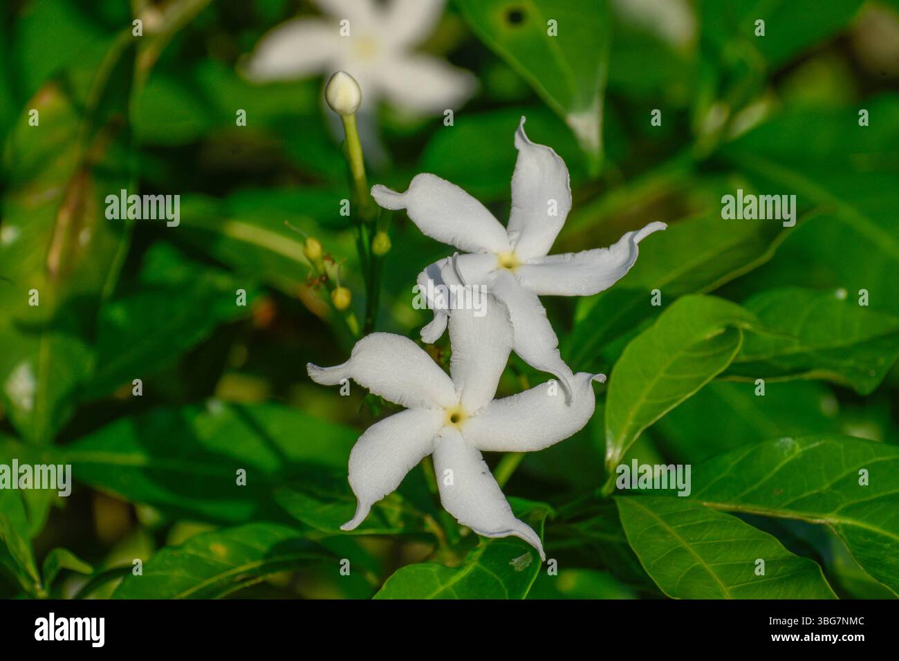 Une image en gros plan de fleurs de roue à épingles de bois de lait. Banque D'Images
