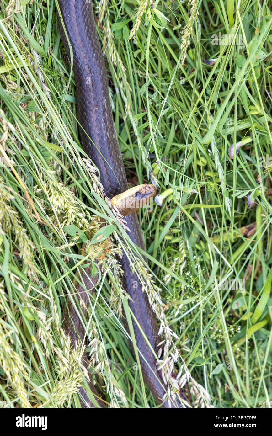 Serpent esculapien (Zamenis longissimus) trouvé mort dans de l'herbe tondue Banque D'Images