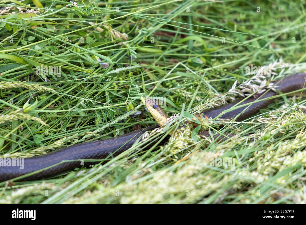 Serpent esculapien (Zamenis longissimus) trouvé mort dans de l'herbe tondue Banque D'Images