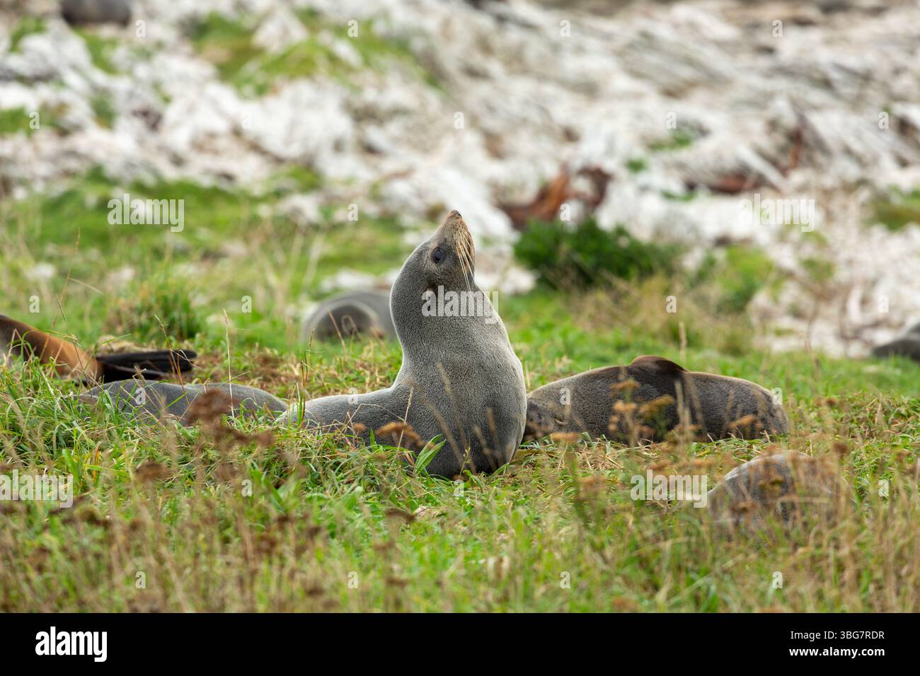 Otaries à fourrure sur la péninsule de Kaikoura, Kaikoura, Île du Sud, Nouvelle-Zélande Banque D'Images