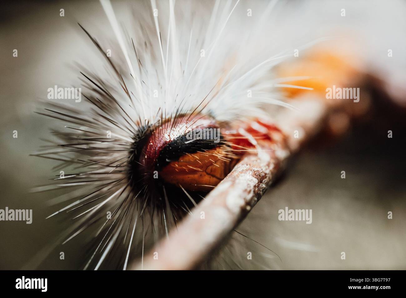 Chenille d'une teigne noire trouvée à Oxley Creek Common, Brisbane. Banque D'Images