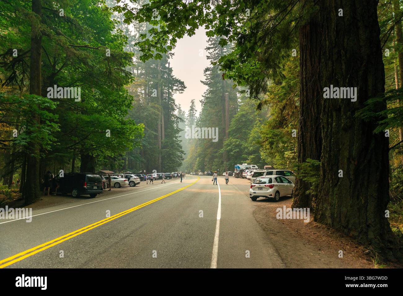 Paysage de la route 4 près de Cathedral Grove avec des gens et des voitures, parc provincial Macmillan, île de Vancouver, Canada. Banque D'Images