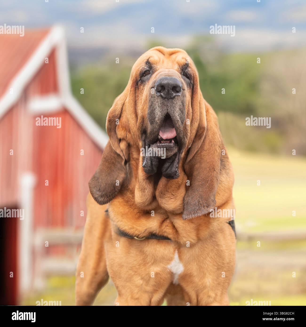 bloodhound dans une ferme Banque D'Images