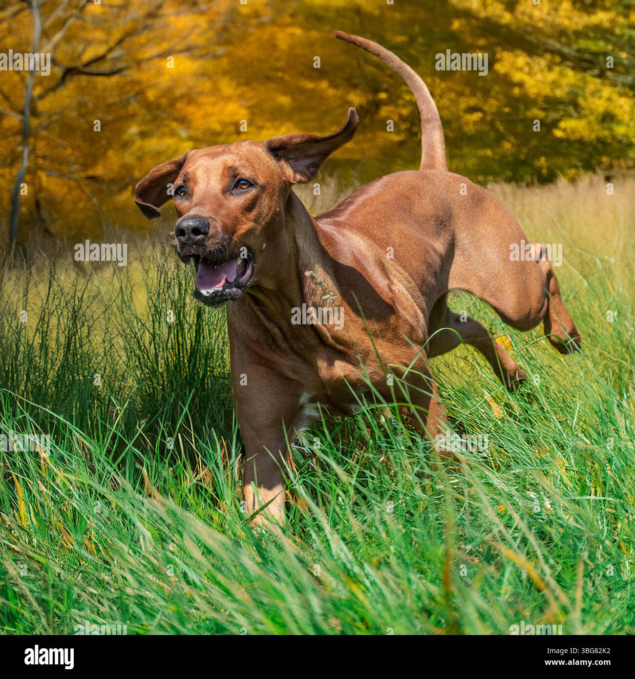 rhodesian ridgeback courant à travers l'herbe Banque D'Images