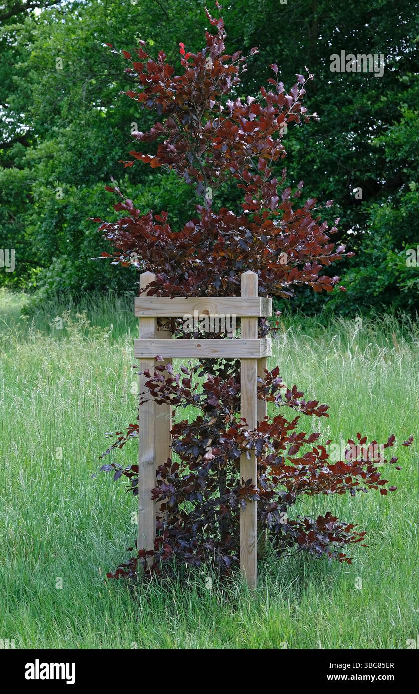 hêtre en cuivre dans le cadre de protection en bois, earlham park, norwich, norfolk, angleterre Banque D'Images