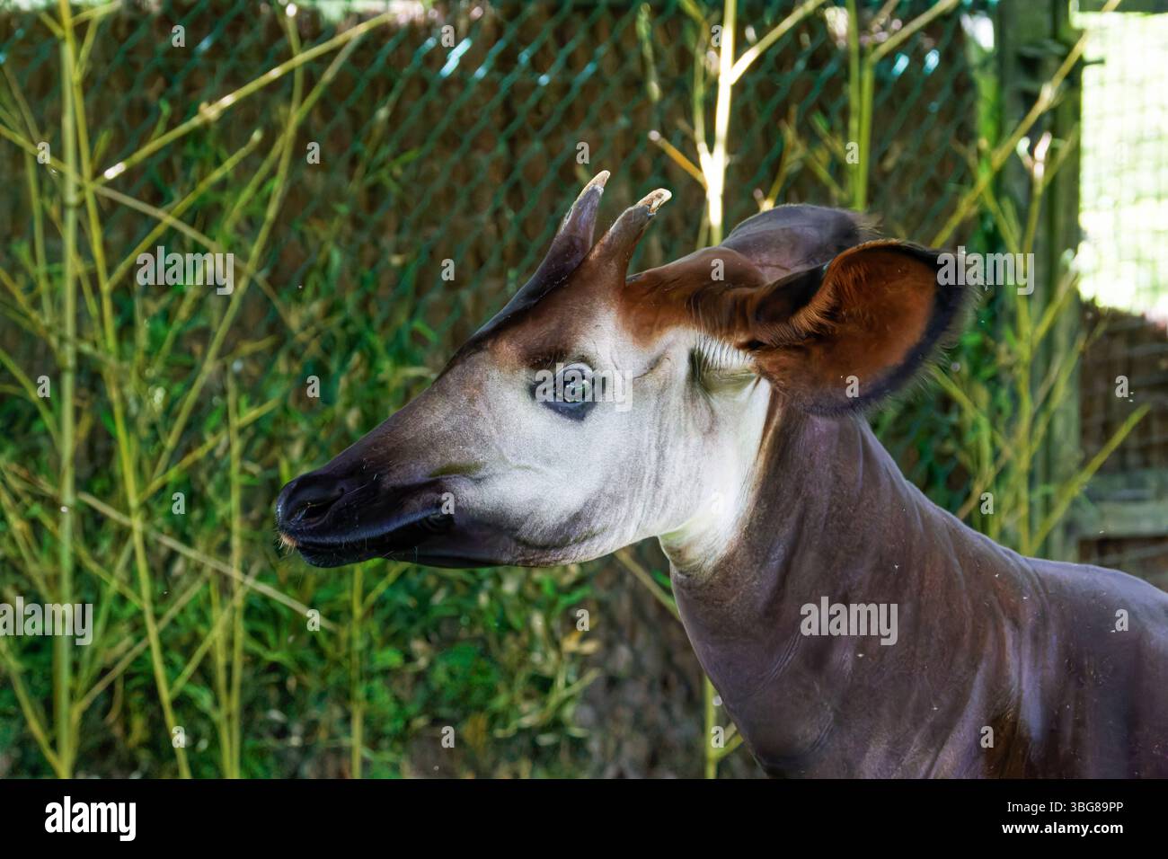 Gros plan d'un okapi debout devant une clôture en bambou, mettant en valeur ses pattes rayées uniques et son long cou. L'okapi (Okapia johnstoni), également connu Banque D'Images