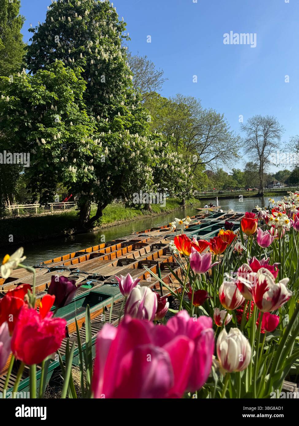 Tulipes dans Oxford Botanic Garden et River Cherwell avec des punts sur une journée ensoleillée à la fin du printemps, Oxford, Oxfordshire, Angleterre Banque D'Images