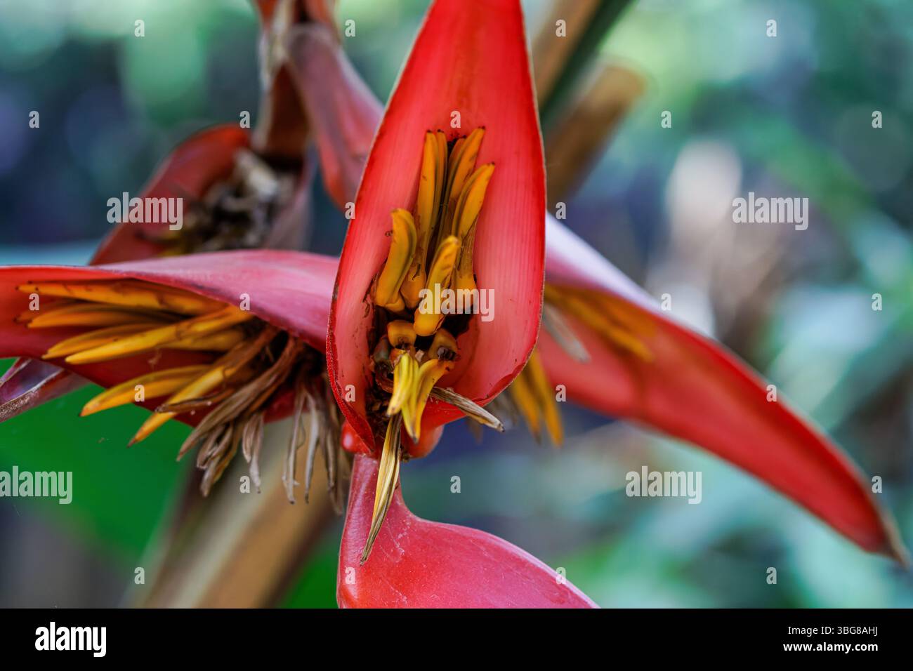 Gros plan d'une fleur d'hélionique rouge éclatante avec des étamines jaunes, sur fond vert flou, mettant en valeur sa beauté tropicale unique. Banque D'Images Gros plan d'une fleur d'hélionique rouge éclatante avec des étamines jaunes, sur fond vert flou, mettant en valeur sa beauté tropicale unique. Banque D'Images