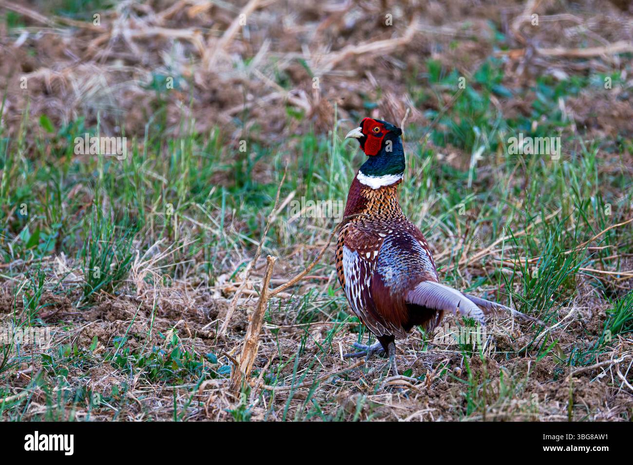 Le faisan commun (Phasianus colchicus), faisan à col annulaire ou faisan à tête bleue, est un oiseau de la famille des faisans (Phasianidae). Marcher sur un Banque D'Images