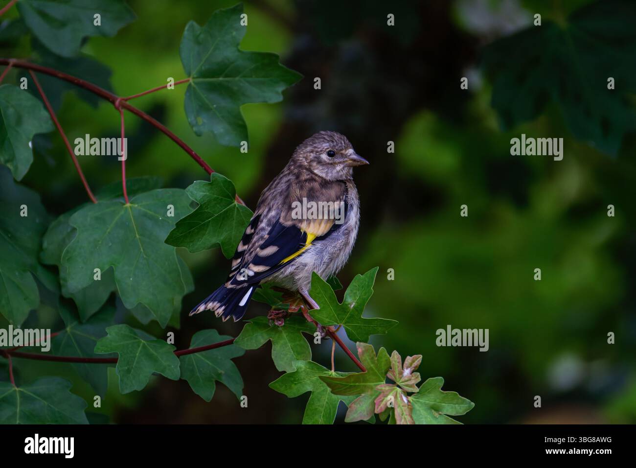 Un jeune oiseau aux plumes brunes et jaunes perché sur une branche feuillue verte. L'ordfinch européen ou simplement l'ordfinch (Carduelis carduelis) est un Banque D'Images
