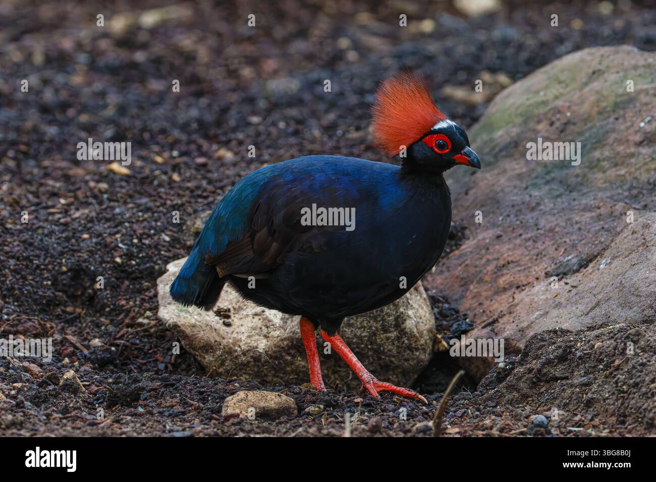 Un oiseau noir frappant avec une crête et des pattes rouges éclatantes, debout sur un sol rocheux. La perdrix à crête (Rollulus rouloul) également connue sous le nom de WO à crête Banque D'Images Un oiseau noir frappant avec une crête et des pattes rouges éclatantes, debout sur un sol rocheux. La perdrix à crête (Rollulus rouloul) également connue sous le nom de WO à crête Banque D'Images