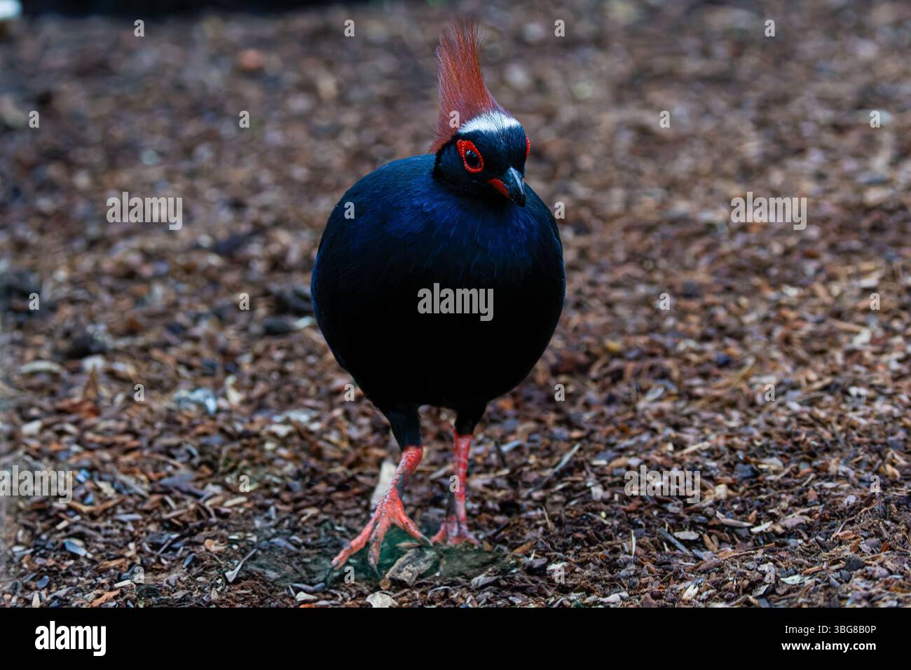 Un oiseau noir avec une crête rouge et des marques blanches sur sa tête se dresse sur un sol recouvert de paillis brun. La perdrix à crête (Rollulus rouloul) als Banque D'Images Un oiseau noir avec une crête rouge et des marques blanches sur sa tête se dresse sur un sol recouvert de paillis brun. La perdrix à crête (Rollulus rouloul) als Banque D'Images