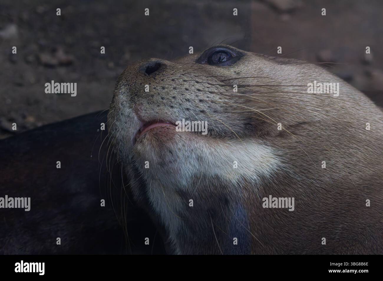 Gros plan du visage d'une loutre avec un focus sur son oeil et ses moustaches. La loutre eurasienne (Lutra lutra), également connue sous le nom de loutre européenne Banque D'Images