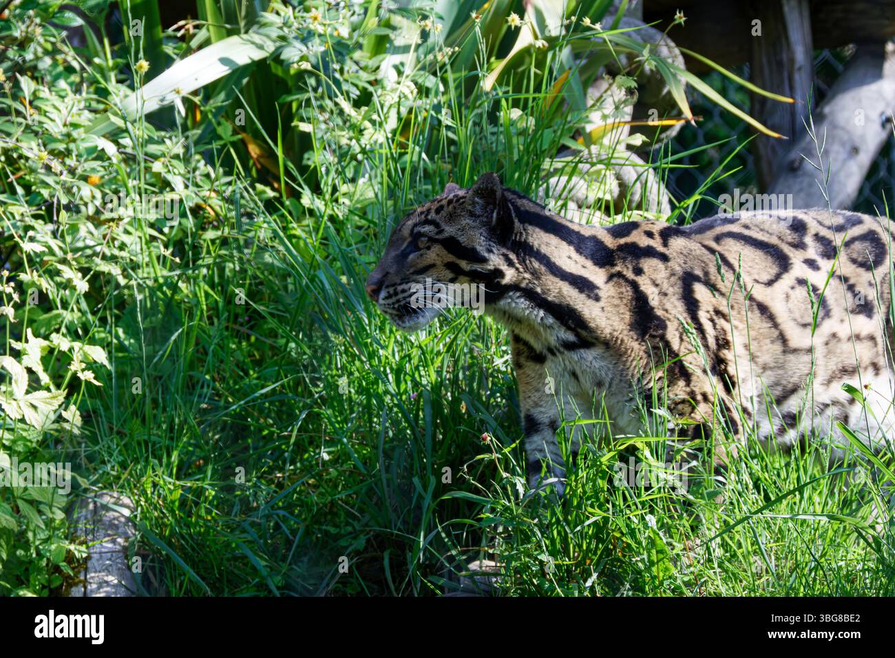 Un léopard nuageux marchant à travers un feuillage vert dense dans un habitat naturel. Un guépard rôdant à travers les hautes herbes dans un habitat naturel, mettant en valeur son Banque D'Images