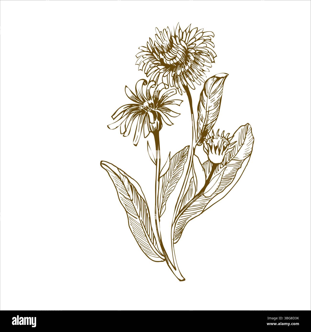 Illustration graphique d'encre de fleurs d'herbe médicale. Peinture monochrome vectorielle dessinée à la main, fleurs des champs avec floraison de pétales et clipart de feuilles pour Illustration de Vecteur