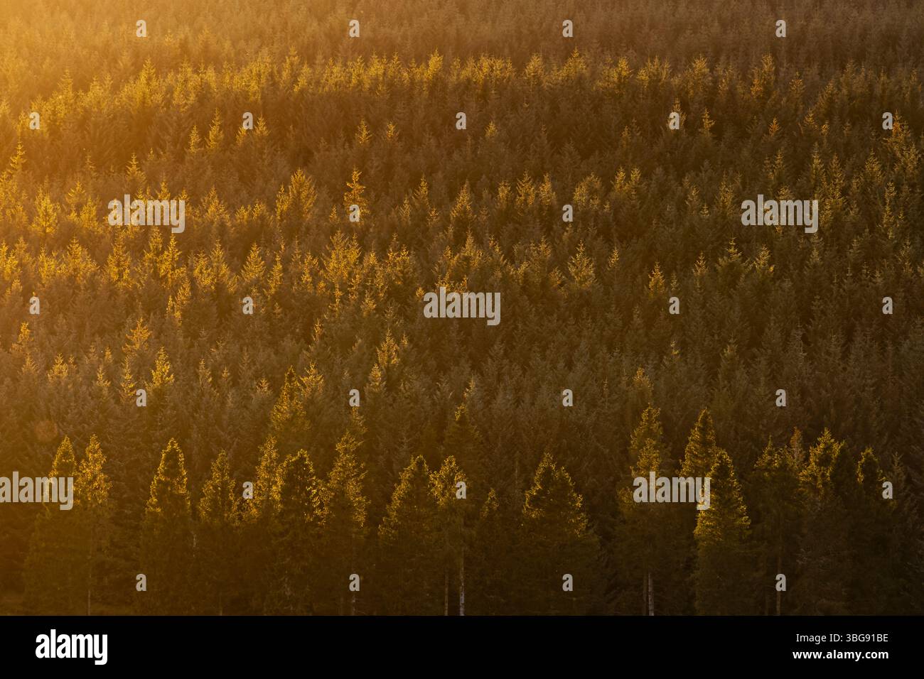 Angleterre, Northumberland, forêt de Kielder. La lumière de fin de soirée illumine les arbres de la plantation forestière de Kielder. Banque D'Images
