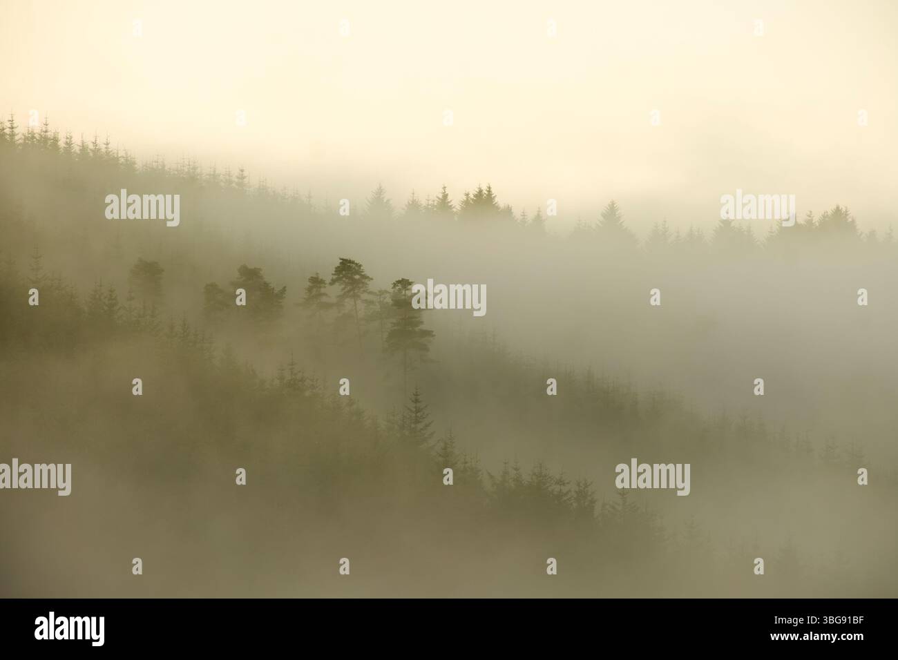Angleterre, Northumberland, forêt de Kielder. Alors que la brume matinale monte lentement, elle dévoile les vastes forêts tentaculaires de la forêt de Kielder. Banque D'Images
