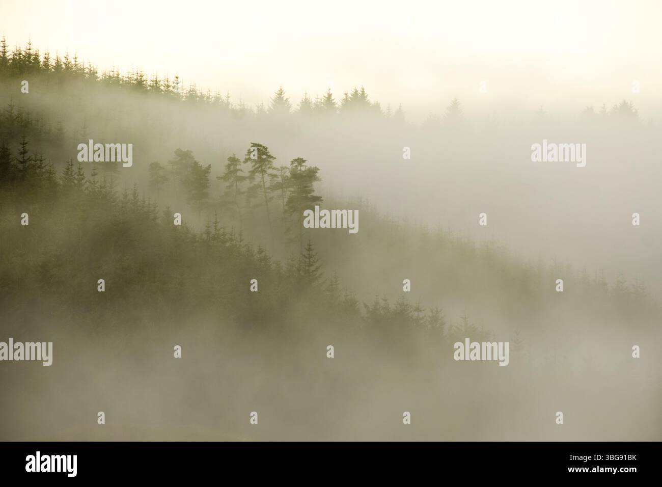 Angleterre, Northumberland, forêt de Kielder. Alors que la brume matinale monte lentement, elle dévoile les vastes forêts tentaculaires de la forêt de Kielder. Banque D'Images
