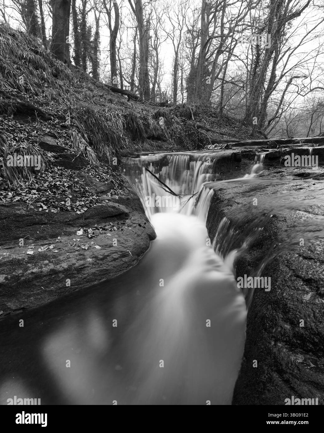 Angleterre, Northumberland, Holywell Dene. La brûlure Seaton qui traverse Holywell Dene. Banque D'Images