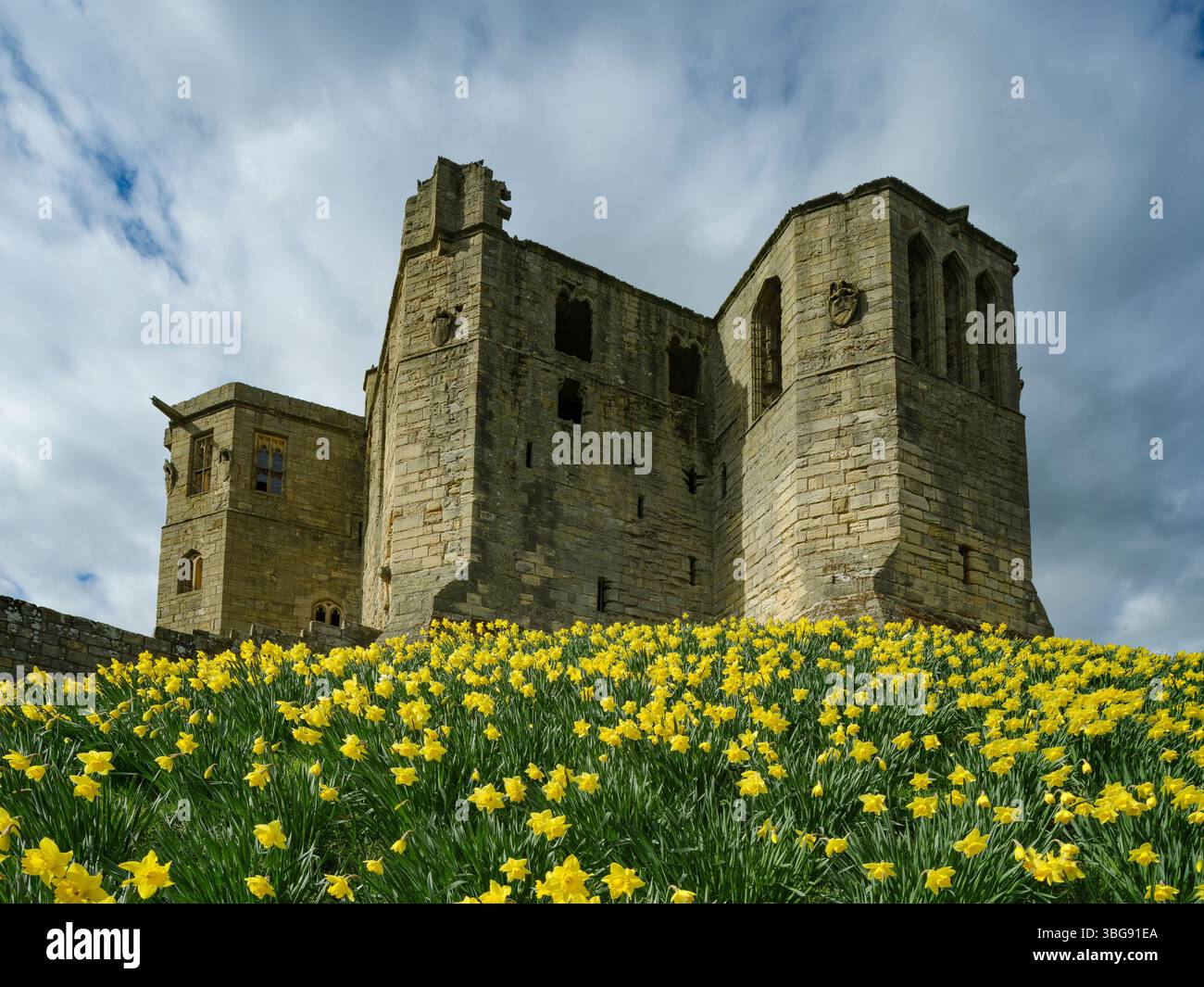 Angleterre, Northumberland, Warkworth. Une couverture de jonquilles fleuries dans le parc du château de Warkworth, situé le long du Northumberland Heritag Banque D'Images