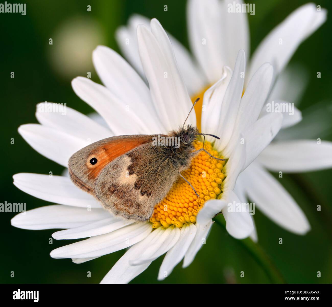 Petit collier de Heath sur Oxeye Daisy. Harewood Common, Andover, Hampshire, Angleterre. Banque D'Images