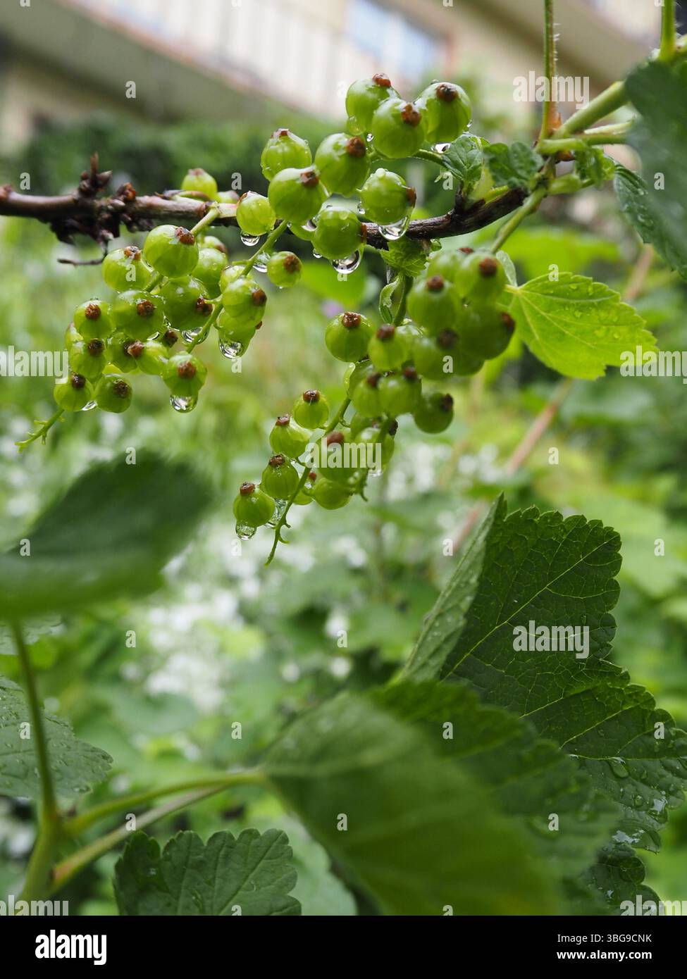 Macro de plante de groseille avec des baies non mûres et de l'humidité, cadre naturel. Banque D'Images